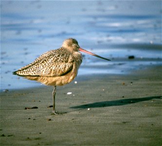 Marbled Godwit (Limosa fedoa) standing on beach photo