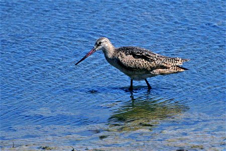 Photo Credit: Gary Eslinger / USFWS photo