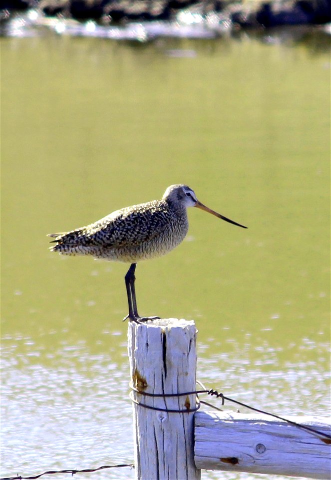This Marbled godwit stands on a fencepost brace on the Hille Waterfowl Production Area of the Kulm Wetland Management District in Dickey County, North Dakota. 

Photo Credit: Krista Lundgren/USFWS