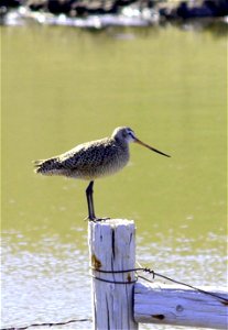 This Marbled godwit stands on a fencepost brace on the Hille Waterfowl Production Area of the Kulm Wetland Management District in Dickey County, North Dakota. Photo Credit: Krista Lundgren/USFWS photo