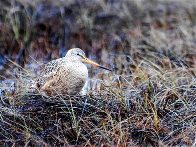 Marbled Godwit Limosa fedoa beringiae on nest, near Ugashik, Alaska photo