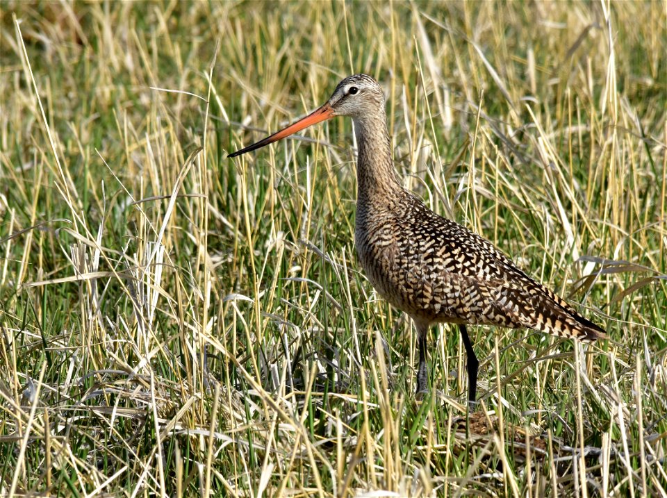 Photo: Tom Koerner/USFWS