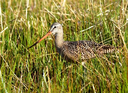 Photo: Tom Koerner/USFWS photo