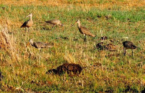 Marbled godwits foraging in a wet meadow on Seedskadee NWR during spring migration.  The area had been prescribed grazed during the previous winter.  The prescribed grazing conducted had opened up the