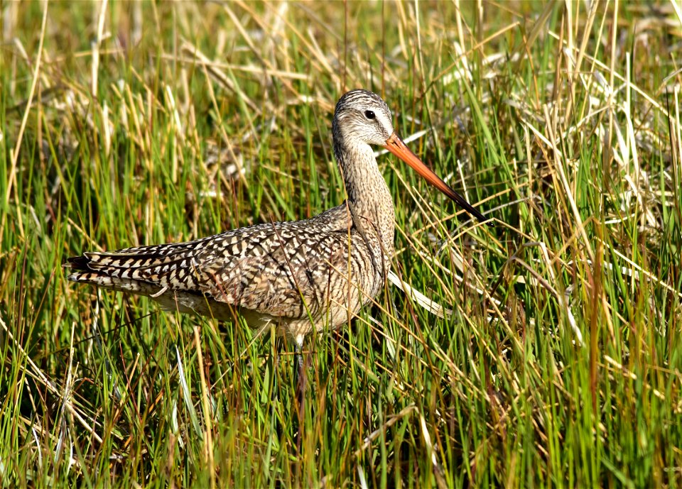 Photo: Tom Koerner/USFWS