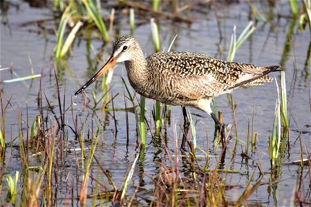 Marbled godwits are just plain cool. A large shorebird that stops on its way north at both Seedskadee and Cokeville Meadows NWRs. This one was actively probing the mud and pulled a number of large aq photo