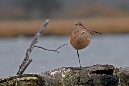 Marbled Godwit You are free to use this image with the following photo credit: Peter Pearsall/U.S. Fish and Wildlife Service photo