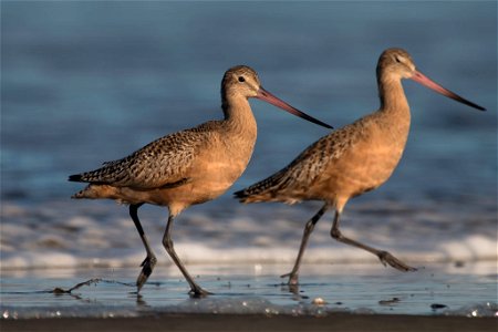 Marbled Godwits You are free to use this image with the following photo credit: Peter Pearsall/U.S. Fish and Wildlife Service photo