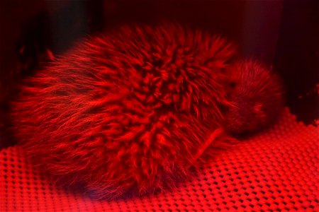 Rowi chick (Okarito Kiwi) in rearing facility at West Coast Wildlife Centre in Franz Josef, New Zealand. The rearing enclosure is lit by a red light.