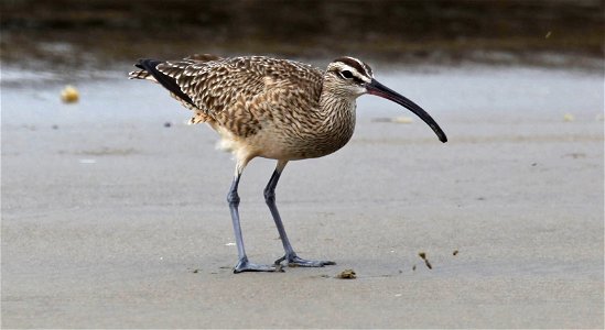 Whimbrel You are free to use this image with the following photo credit: Peter Pearsall/U.S. Fish and Wildlife Service photo
