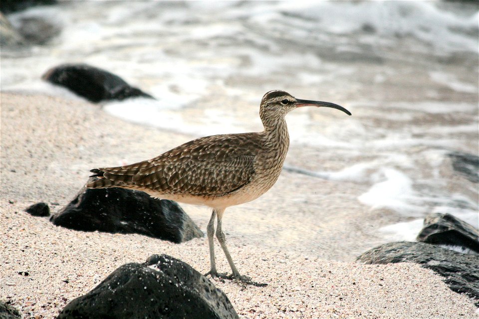 Whimbrel on Espanola Island, Galapagos