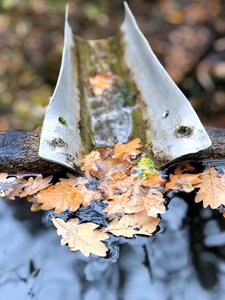 Leaves leaf water