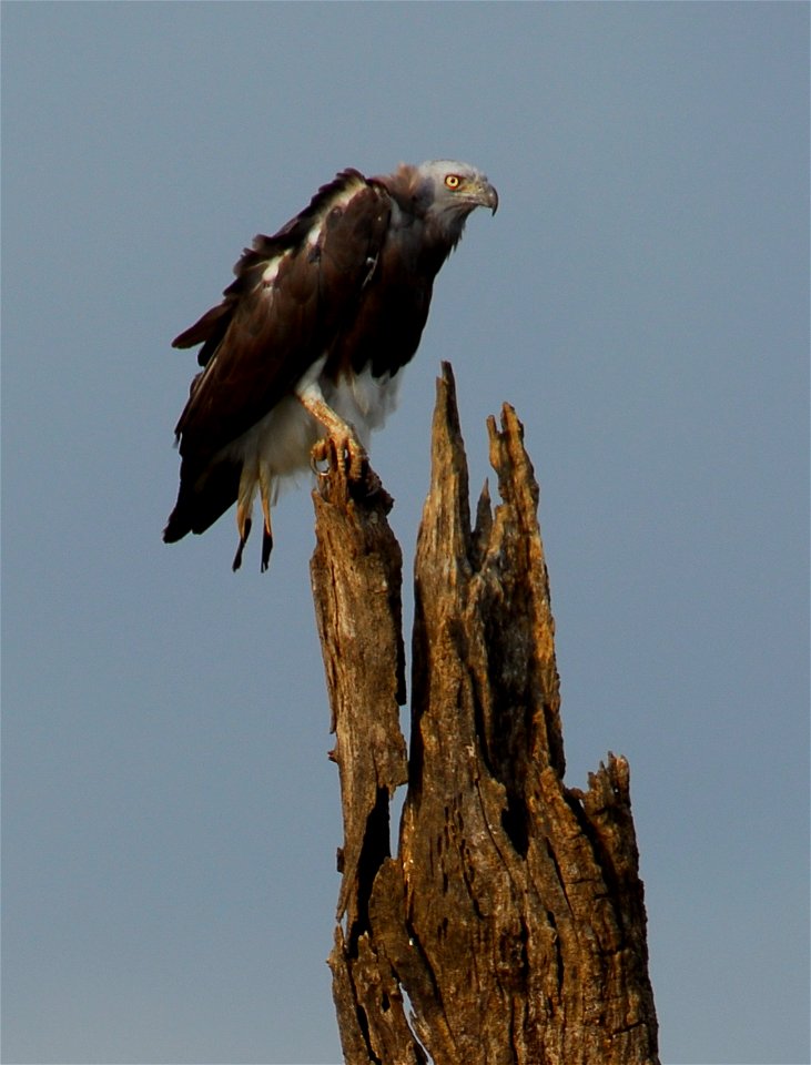 Grey-headed-fish-eagle (en:Ichthyophaga ichthyaetus)