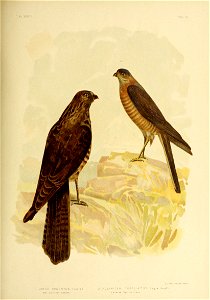 PL XXX 
I ASTUR CRUENTUS (Gould) 
Wes t - Aus t raha n Goshawk 
G J B ro i n owski , Feci t 
2 ACCIPITER TORQUATUS (V.giHorsf) 

Collared S pa pro* - Hawk