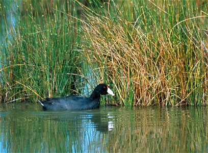 Hawaiian Coot (Fulica alai)
