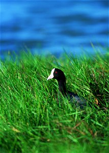 Hawaiian Coot in Hawaii