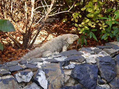 Cyclura nubila nubila, Cuban Rock Iguana or Cuban Iguana