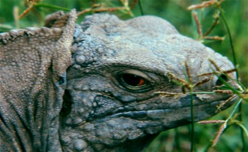 Cyclura nubila caymanensis, captive specimen in Hope Gardens, Kingston, Jamaica