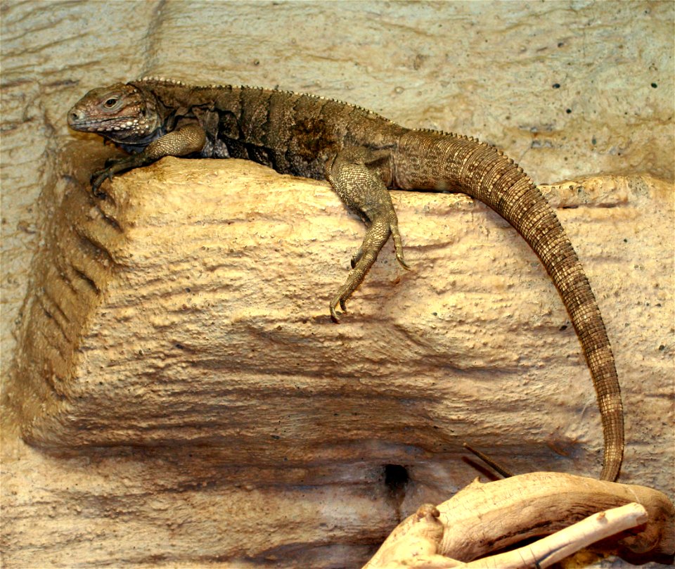 Cyclura nubila,  “Cyclura nubila” in ZOO Praha, Czech Republic
