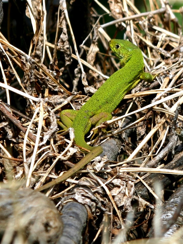 Western Green Lacerta sunning itself on a brush pile in Topeka, KS