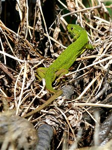 Western Green Lacerta sunning itself on a brush pile in Topeka, KS