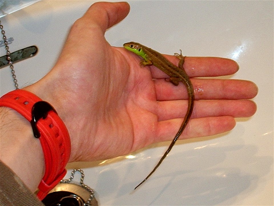 no se si corregir el error ortografico de lagarto-lagargo 
pero bueno lo enlazo con los demas lagartos bien escritos 

Image:Lagarto verde.JPG