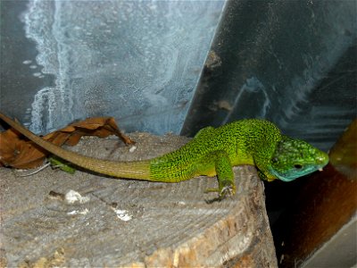 Green lizard Lacerta (viridis) bilineata, near Thônes, France photo