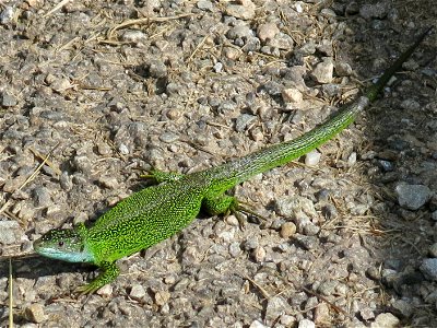 Lizard in Bort-les-Orgues (Corrèze, France).