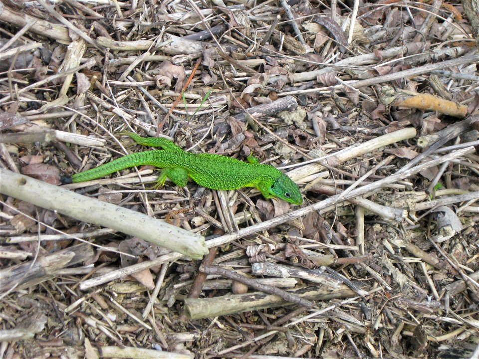 Lacerta bilineata (Ramarro occidentale) fotografato in loc. Giardinetto, Sessame (AT) sul lungo-Bormida