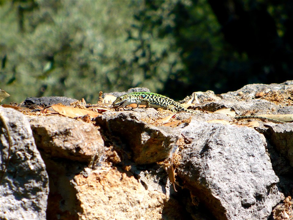 ramarro che ha appena catturato la sua preda su una roccia dei "Giardini La Mortella" a Forio
 Autore foto: Roberto De Martino