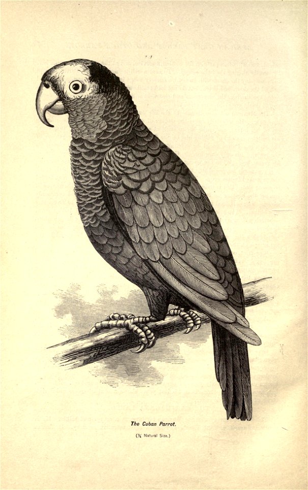 Canaries and cage-birds : the food, care, breeding, diseases and treatment of all house birds ... / by George H. Holden ...