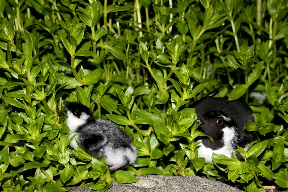 Ancient murrelet chick and adult by Ilana Nimz/USFWS.