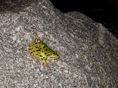 Photographie de grenouille verte à village-neuf, haut-rhin, france photo