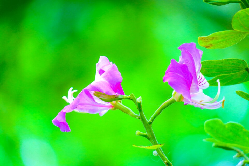 Pink pink red bloom