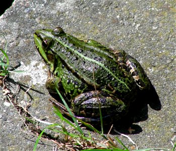 Rana esculenta, photographed in a garden at Stillinge Strand, Denmark. photo