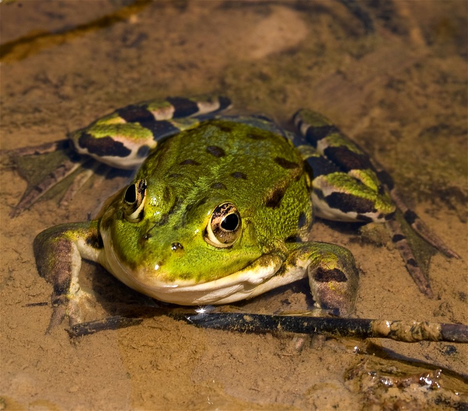 An Edible Frog in Normandy, North France. I found loads of them in a little pond next to a forest parksite. It is about 8 to 10cm in length.