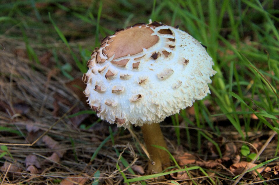Fungus nature Free photos