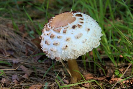 Fungus nature Free photos