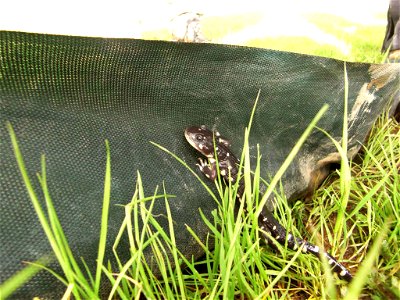 Image title: California tiger salamander in net (Ambystoma californiense) Image from Public domain images website, http://www.public-domain-image.com/full-image/fauna-animals-public-domain-images-pict photo
