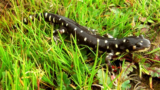 California Tiger Salamander (Ambystoma californiense) in the grass at the Jepson Prairie Preserve photo