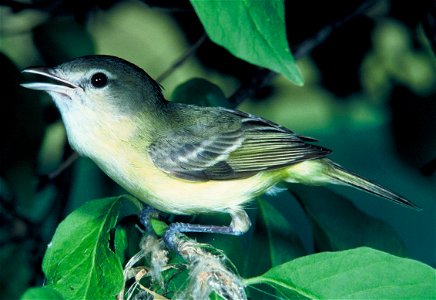 Bell's Vireo (Vireo bellii) public domain from USFWS