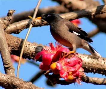 A Jungle Mynah (Acridotheres fuscus) feeding on flowers of a tree known locally as 'Kaate Saavar. Photograph taken at Mulshi, Pune, India.