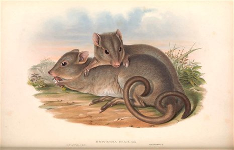 The mammals of Australia.
London, Printed by Taylor and Francis, pub. by the author, 1863.

biodiversitylibrary.org/page/49740897