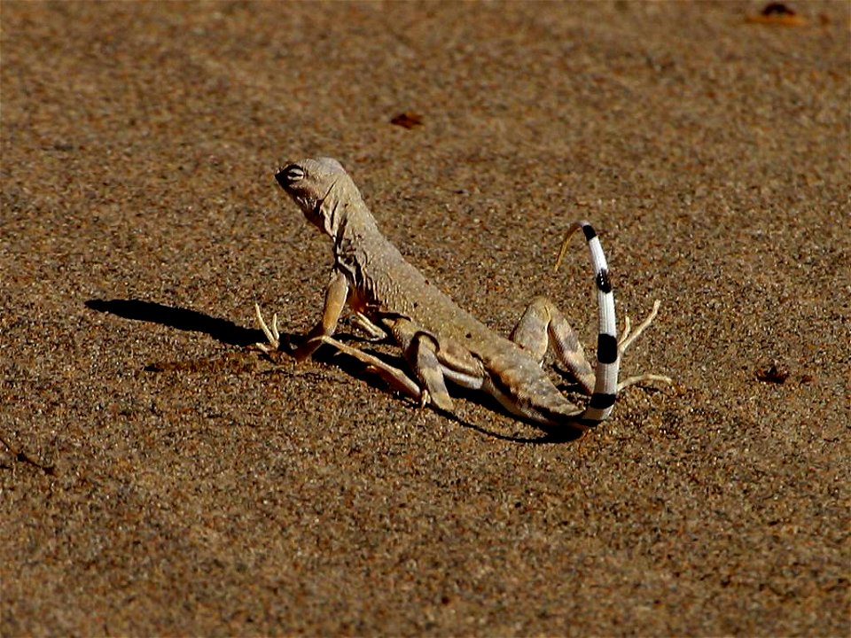 A lizard about 18 inches long in Death Valley National Park
