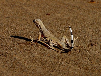 A lizard about 18 inches long in Death Valley National Park photo