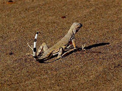Image title: Lizards sandy reptiles
Image from Public domain images website, http://www.public-domain-image.com/full-image/fauna-animals-public-domain-images-pictures/reptiles-and-amphibians-public-do