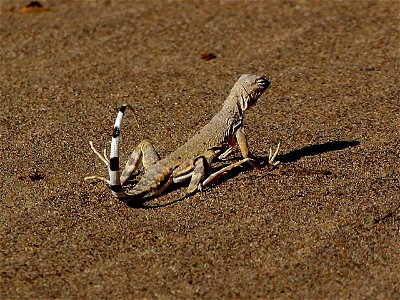 Image title: Lizards sandy reptiles Image from Public domain images website, http://www.public-domain-image.com/full-image/fauna-animals-public-domain-images-pictures/reptiles-and-amphibians-public-do photo