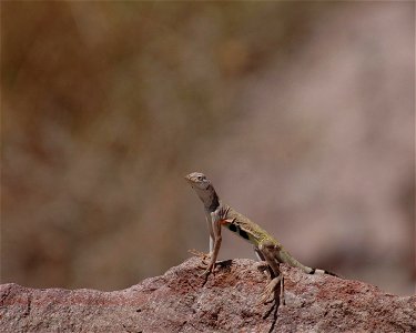 Image title: Western zebra tailed lizard
Image from Public domain images website, http://www.public-domain-image.com/full-image/fauna-animals-public-domain-images-pictures/reptiles-and-amphibians-publ