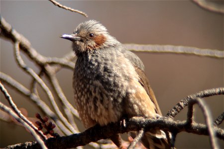 とりあえず、今年の腕慣らし.