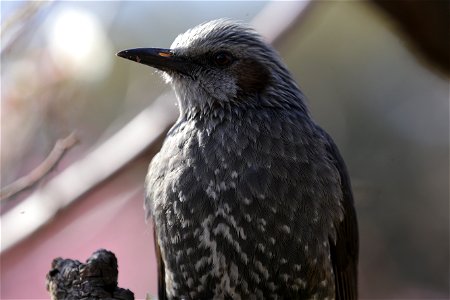 日向ぼっこしてくつろぐヒヨドリ. 向島百花園で撮影. photo